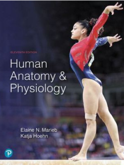 Human Anatomy & Physiology